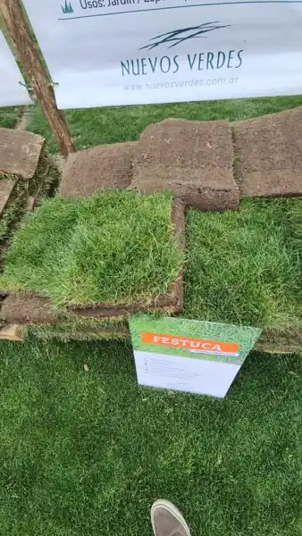 muestra de Festuca producida en Cuyo durante el encuentro profesional