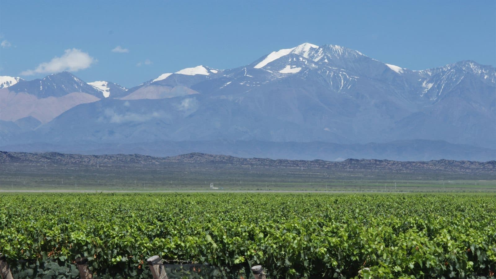 paisaje mendocino con verde bajo, viñedo y cordillera atmosférica